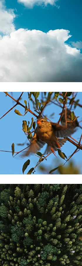 350px-sky-bird-fly-trees
