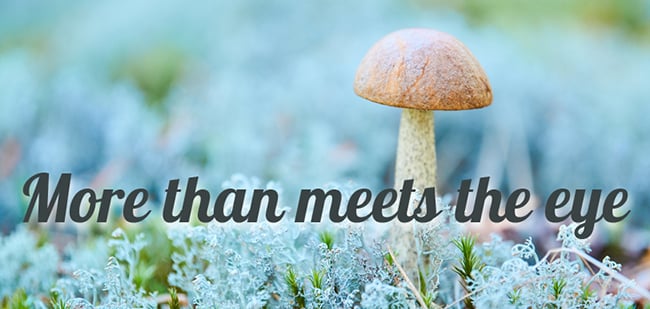 3march-newsletter-cover-final.650px