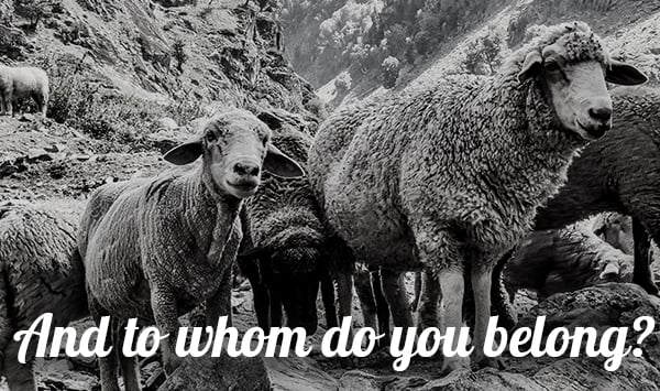 600px-cropped-may-bw-flock-of-sheep