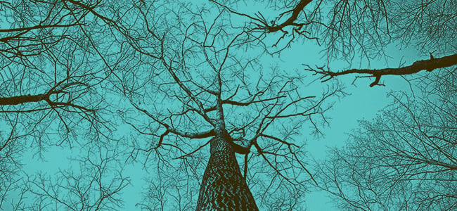 Tree.Eliada.teal.650x150
