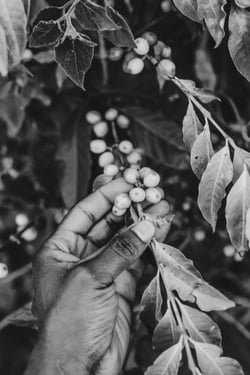 coffee-bean-on-bush.bw