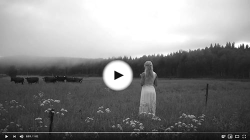 swedish-herding-call-to-cows