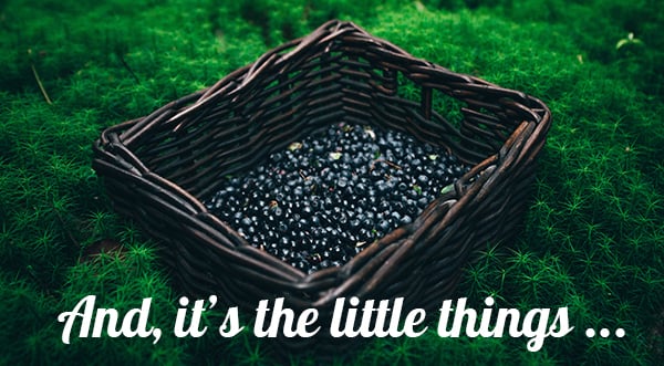 july-2023-blueberry-news