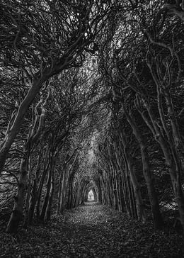 light at end of tree tunnel 500px-