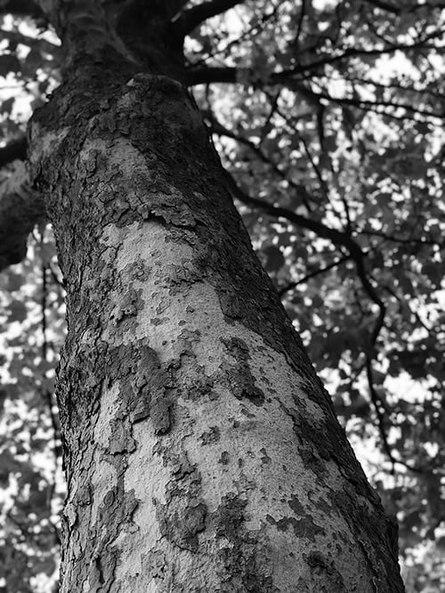 looking up tree-bw 500px