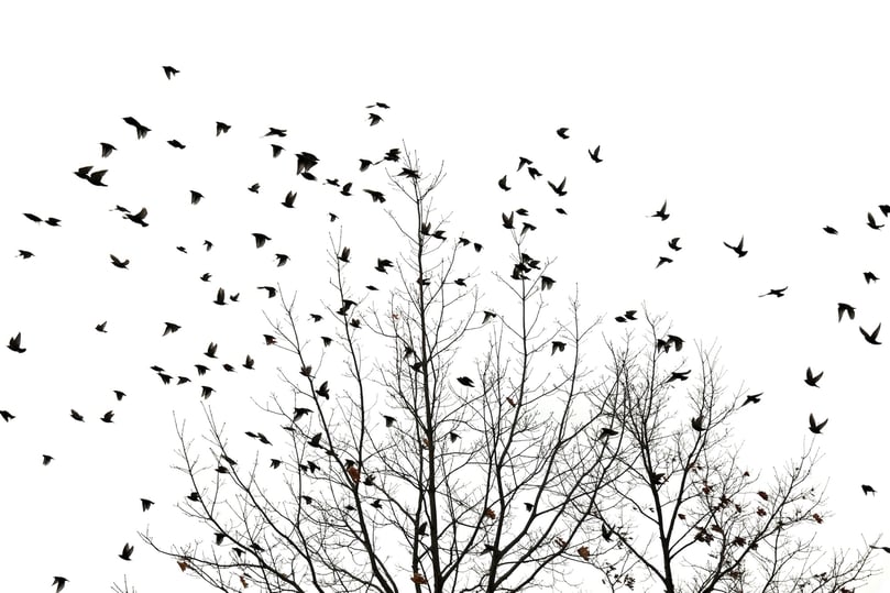 murmuration