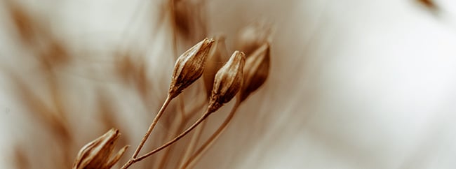 november_seedpod_banner