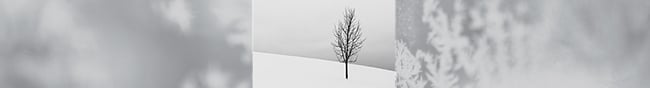 single.tree.february.banner