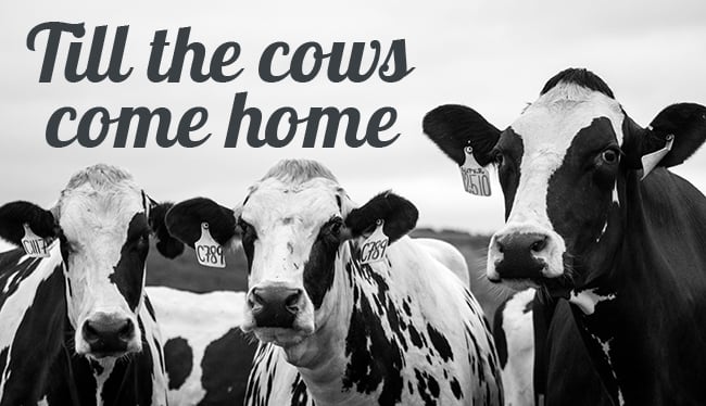 till-the-cows-come-home-cover
