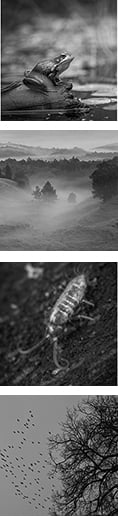 vertical-seasons of japan nature photos